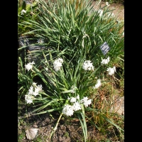 Narcissus Papyraceus (ss-esp Papyraceus) (fam Amaryllidacees) (Europe meridionale) (01)